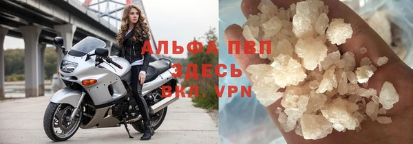 прущие грибы Новозыбков